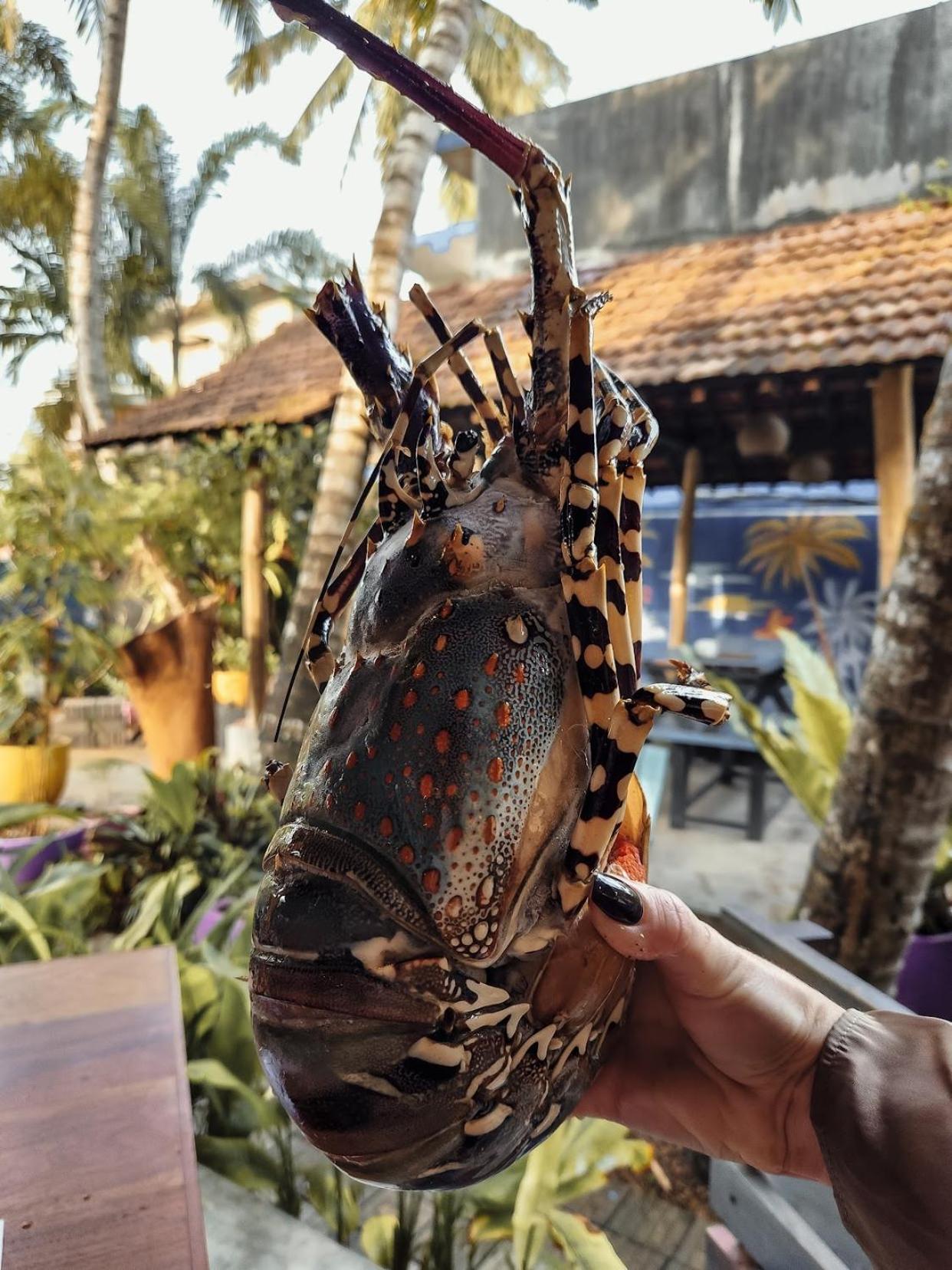 Daffodil Restaurant & Holiday Resort Unawatuna Dış mekan fotoğraf